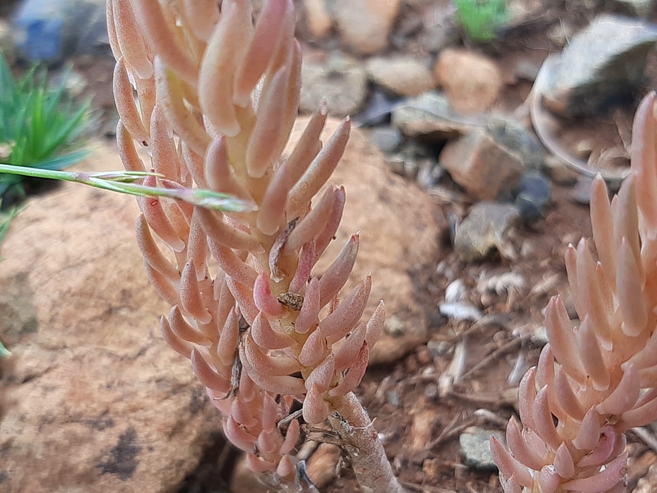 Sedum ochroleucum