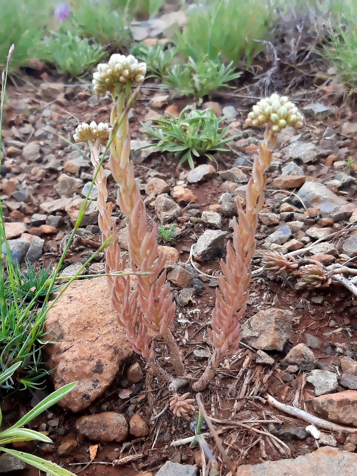 Sedum ochroleucum