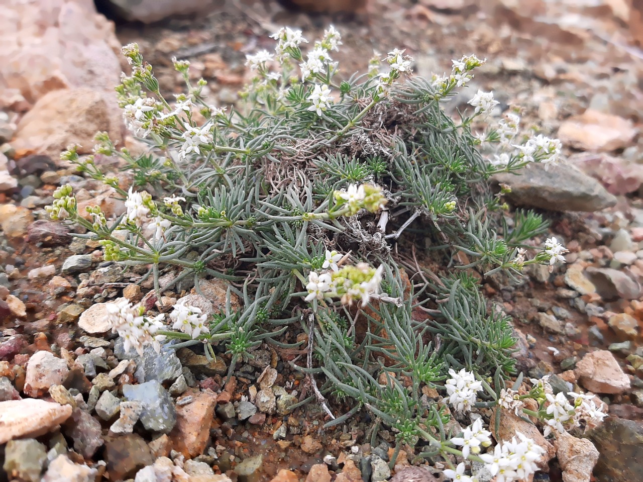 Asperula capitellata