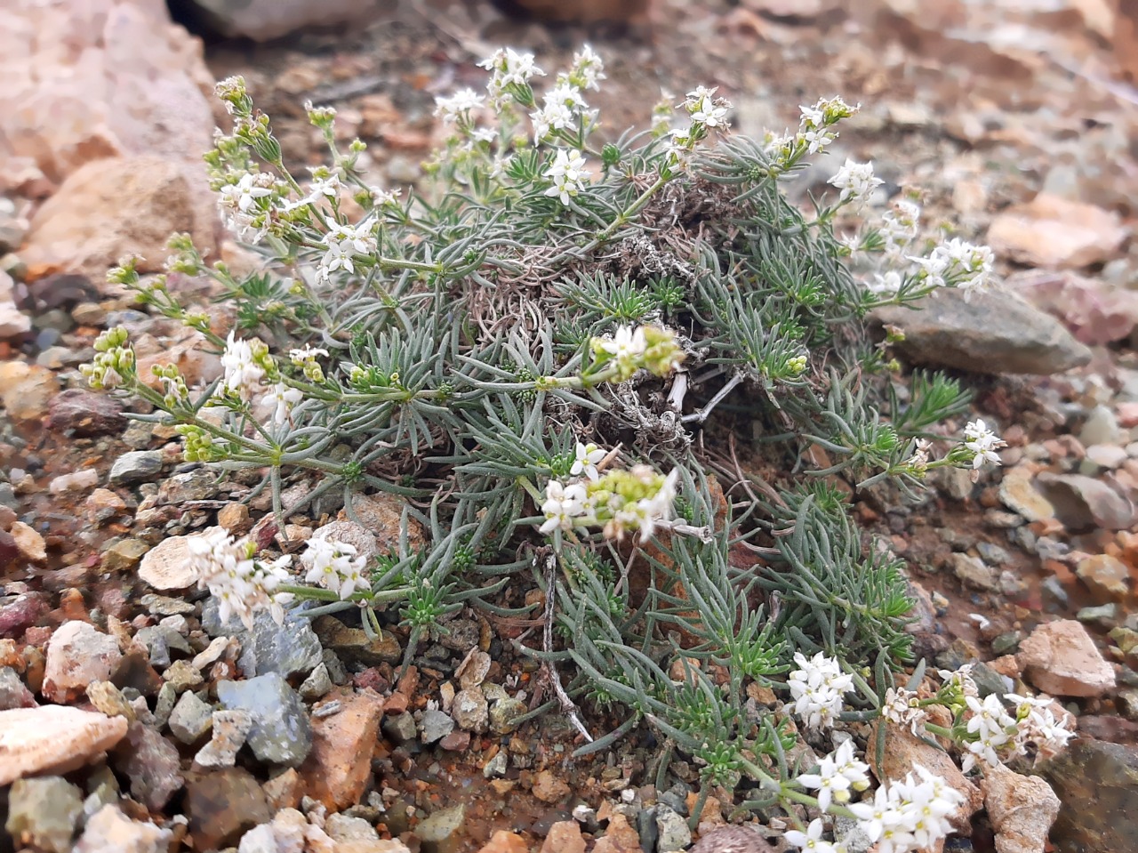 Asperula capitellata