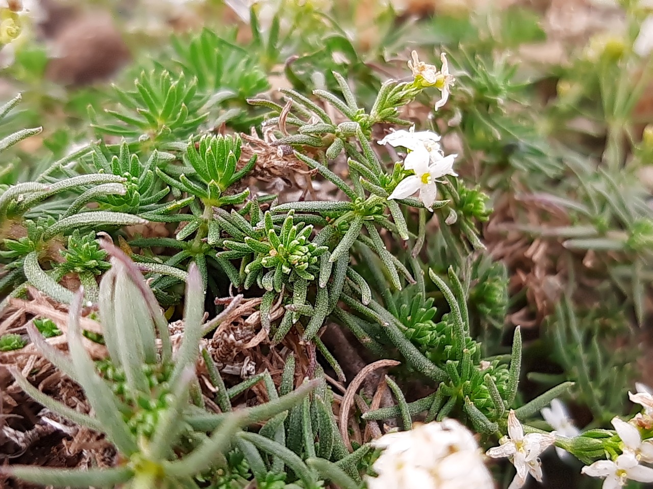 Asperula capitellata