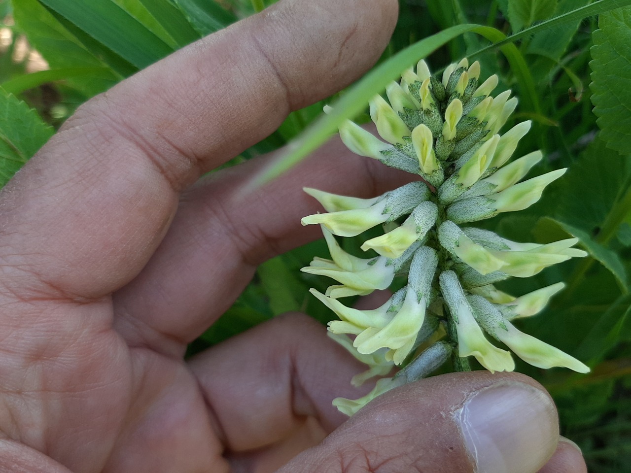 Astragalus odoratus