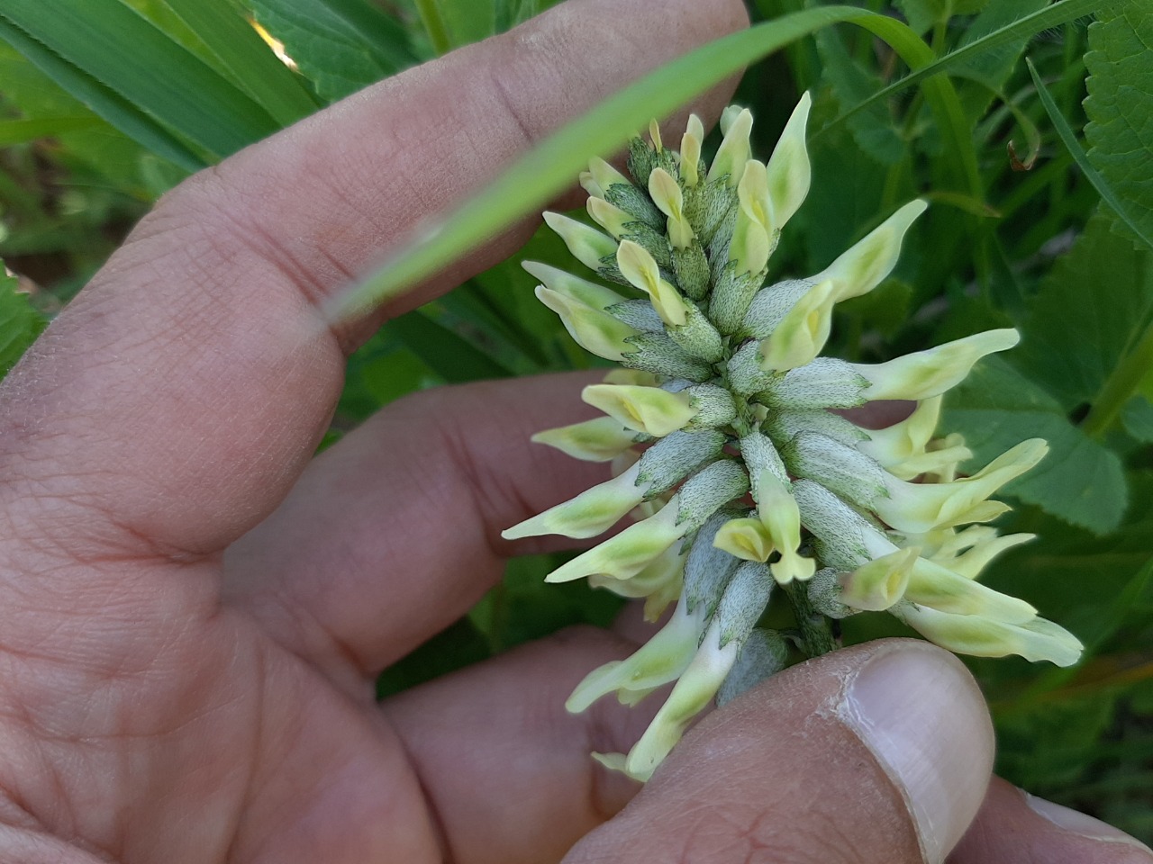 Astragalus odoratus