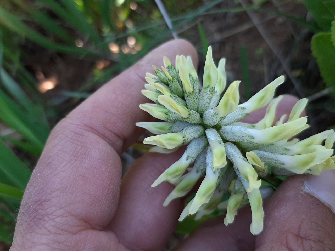 Astragalus odoratus