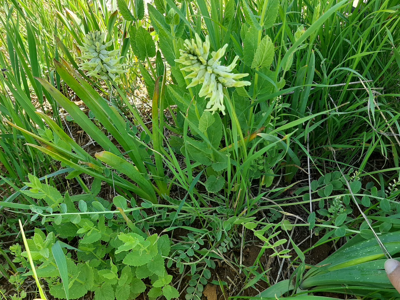 Astragalus odoratus