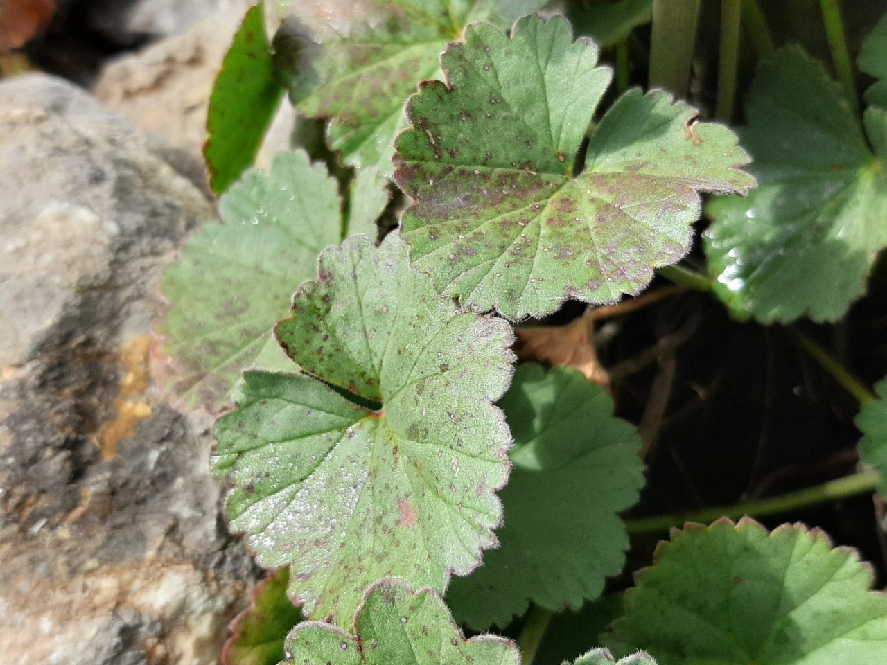 Pelargonium endlicherianum