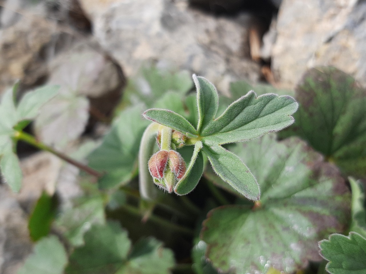 Pelargonium endlicherianum