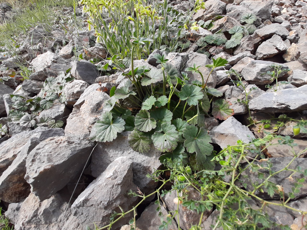 Pelargonium endlicherianum