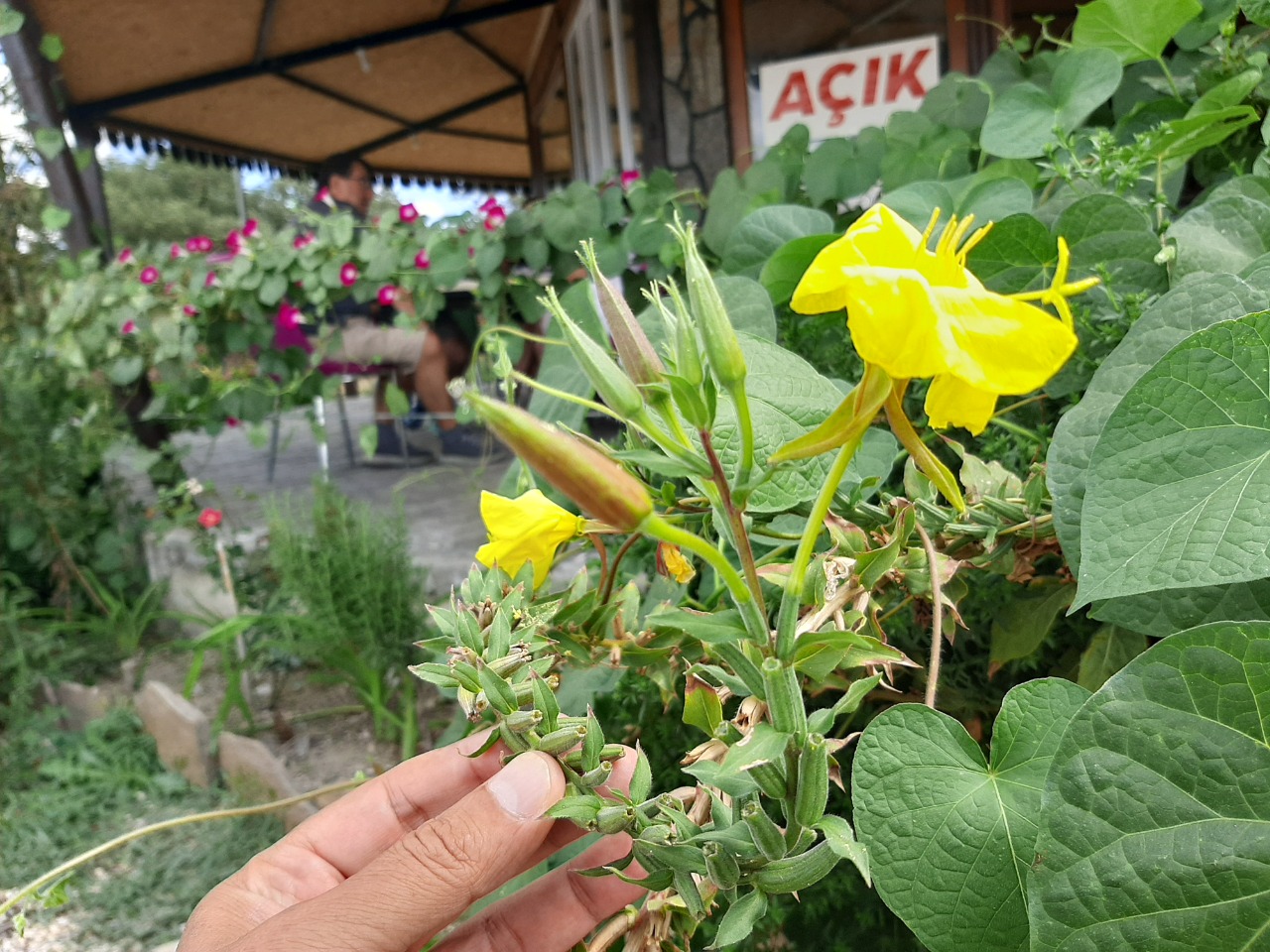 Oenothera glazioviana
