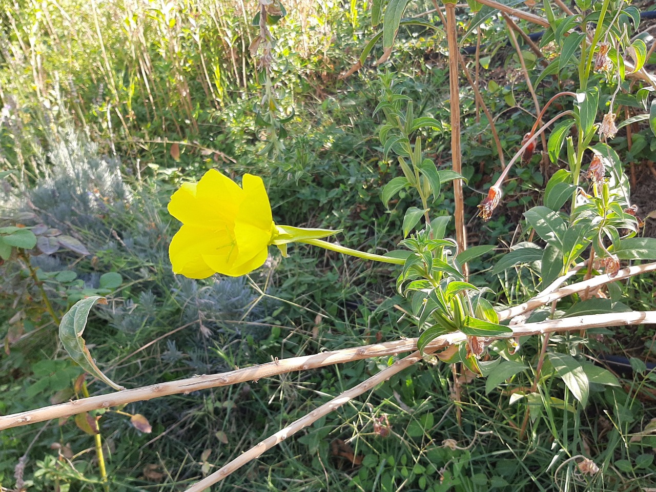 Oenothera glazioviana