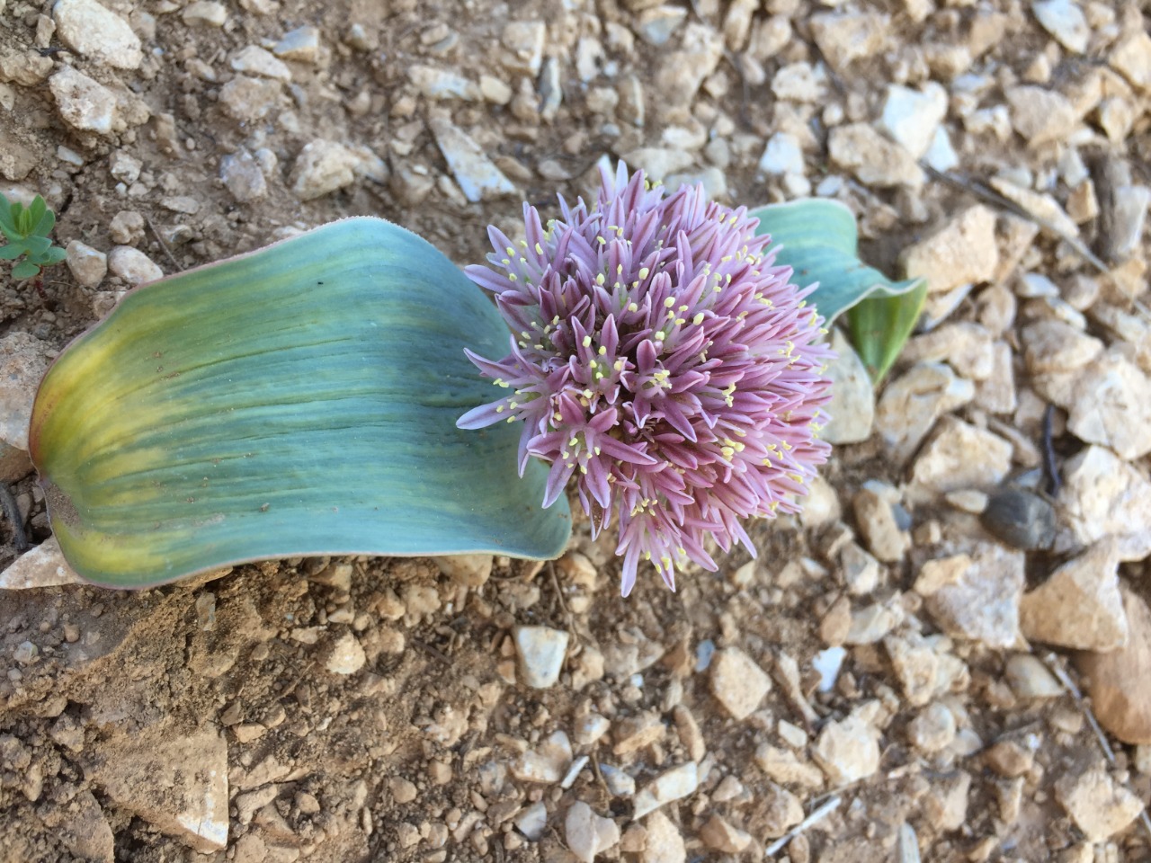 Allium subakaka