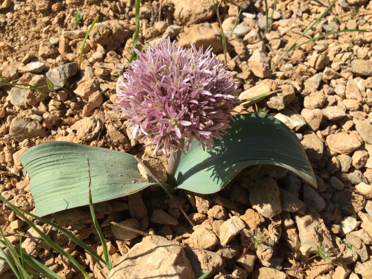 Allium subakaka