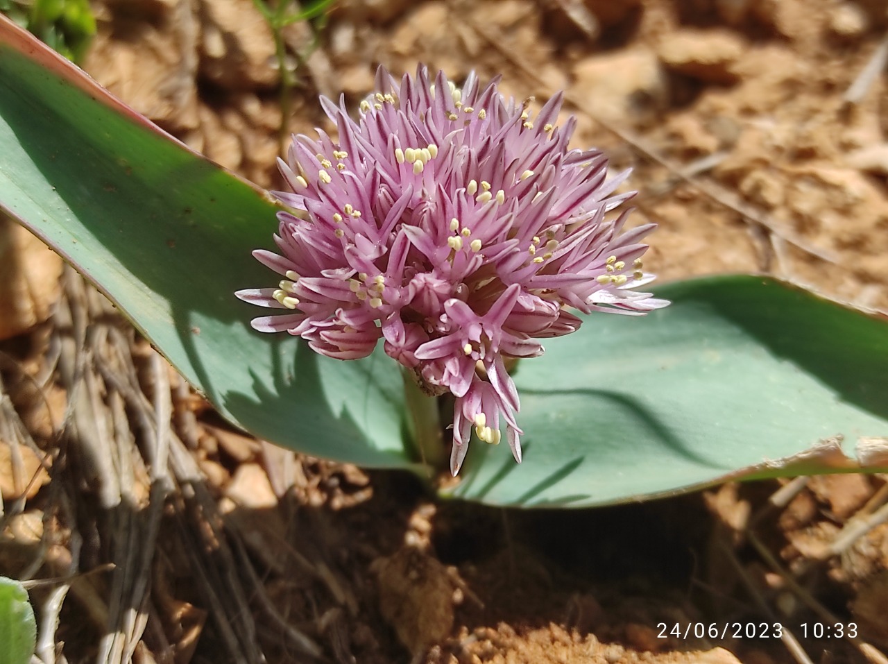 Allium subakaka