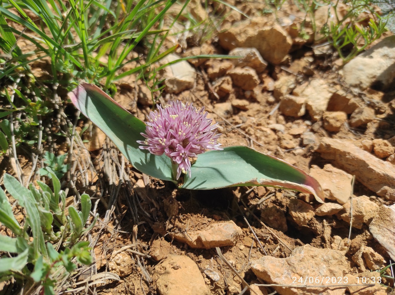 Allium subakaka