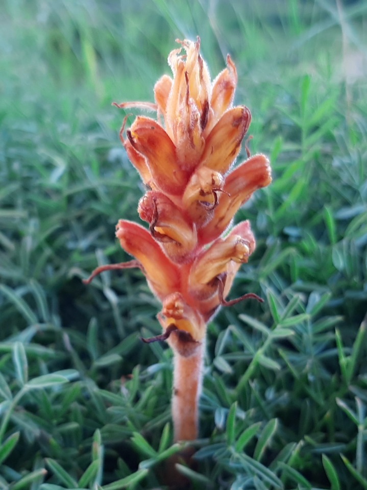 Orobanche alba