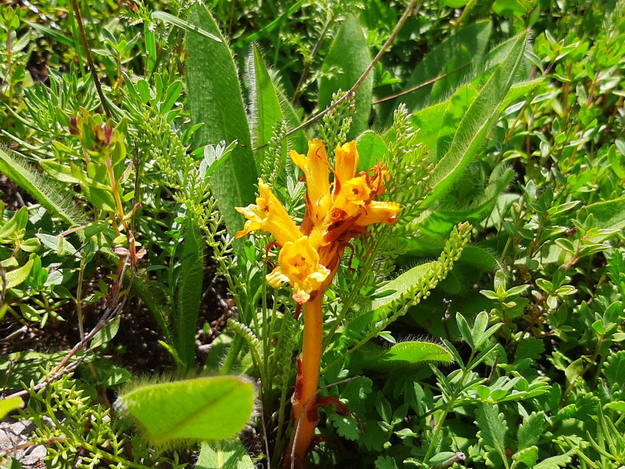 Orobanche alba