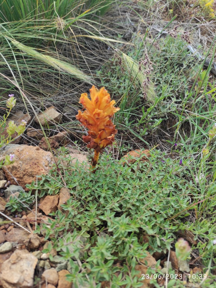 Orobanche alba