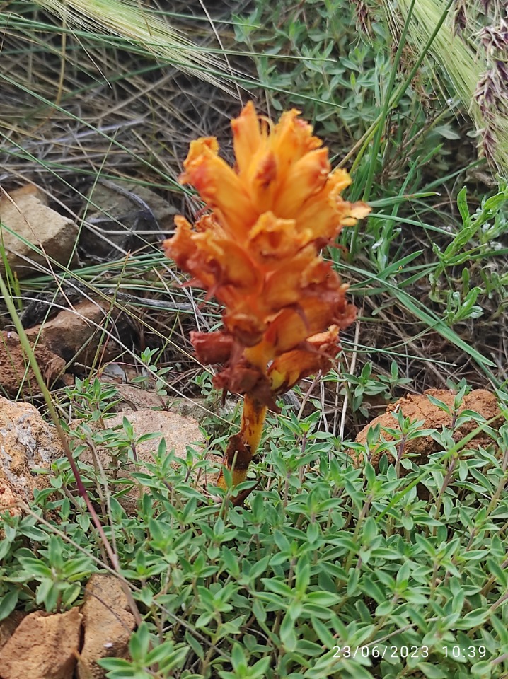 Orobanche alba