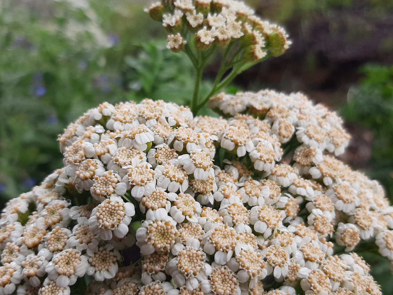 Achillea grandifolia