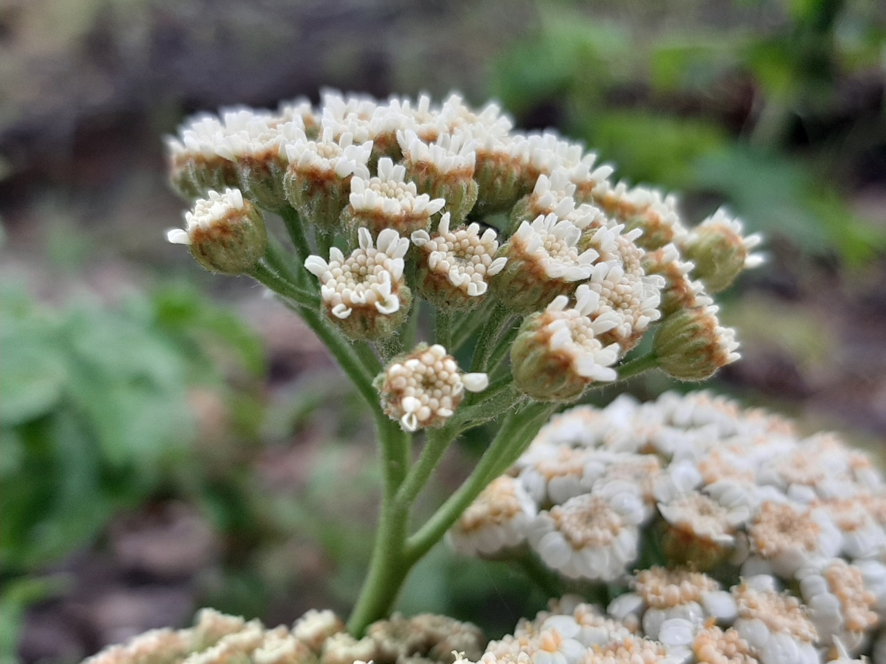 Achillea grandifolia