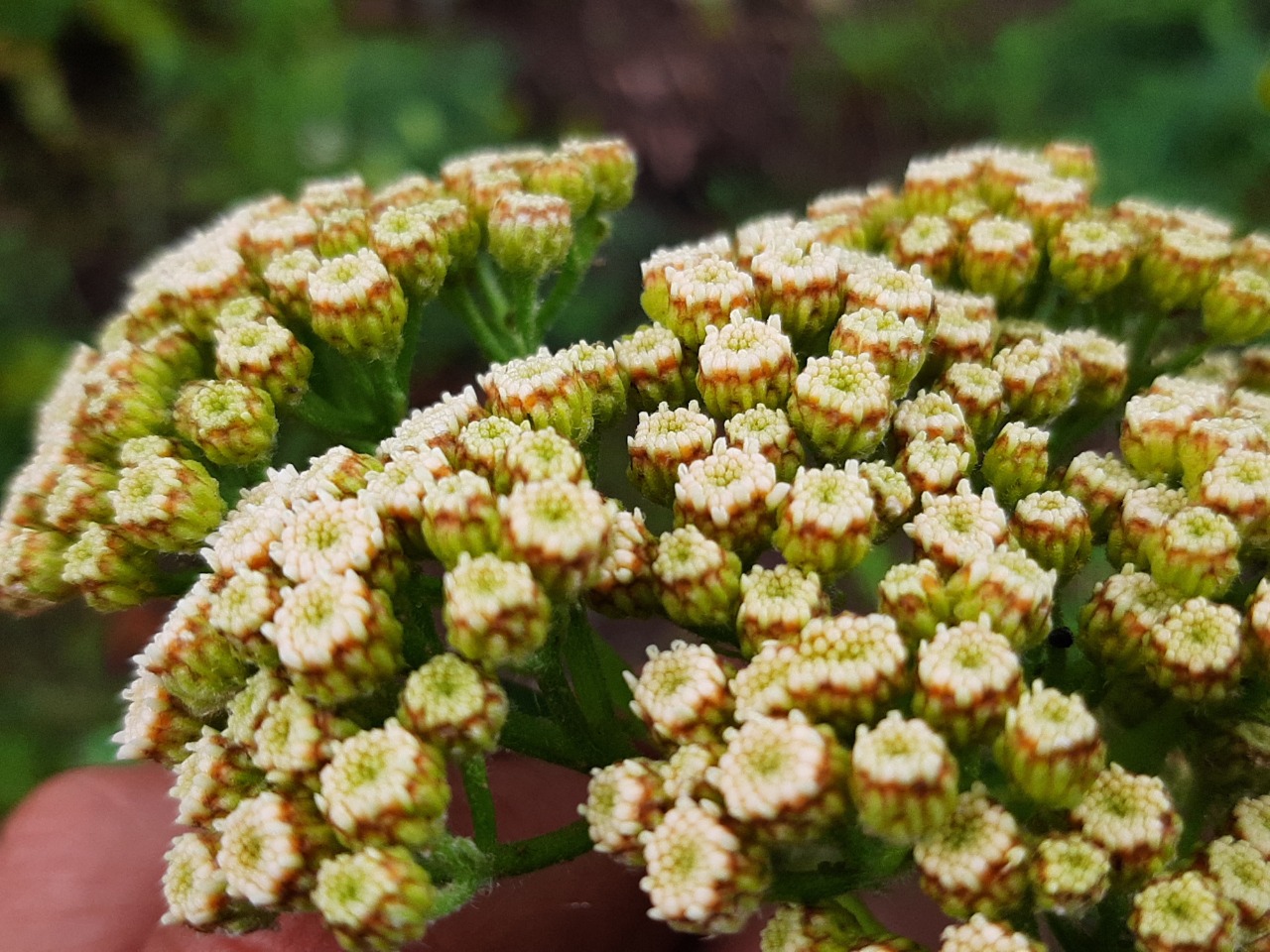 Achillea grandifolia