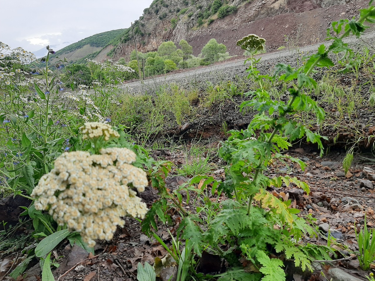 Achillea grandifolia