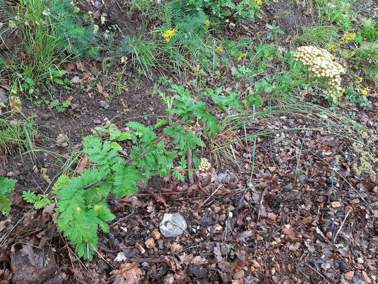 Achillea grandifolia