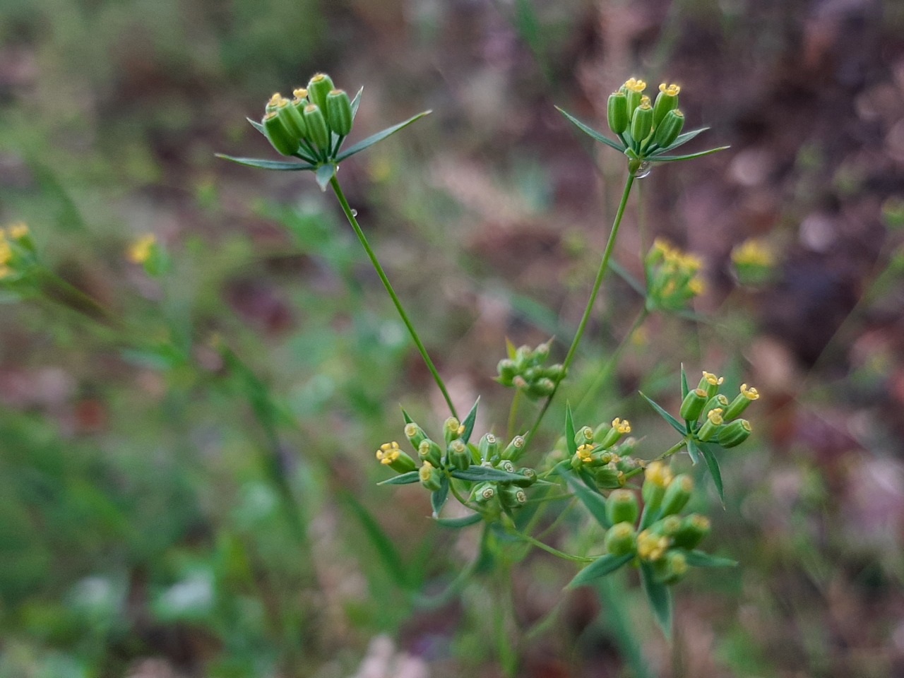 Bupleurum gerardii