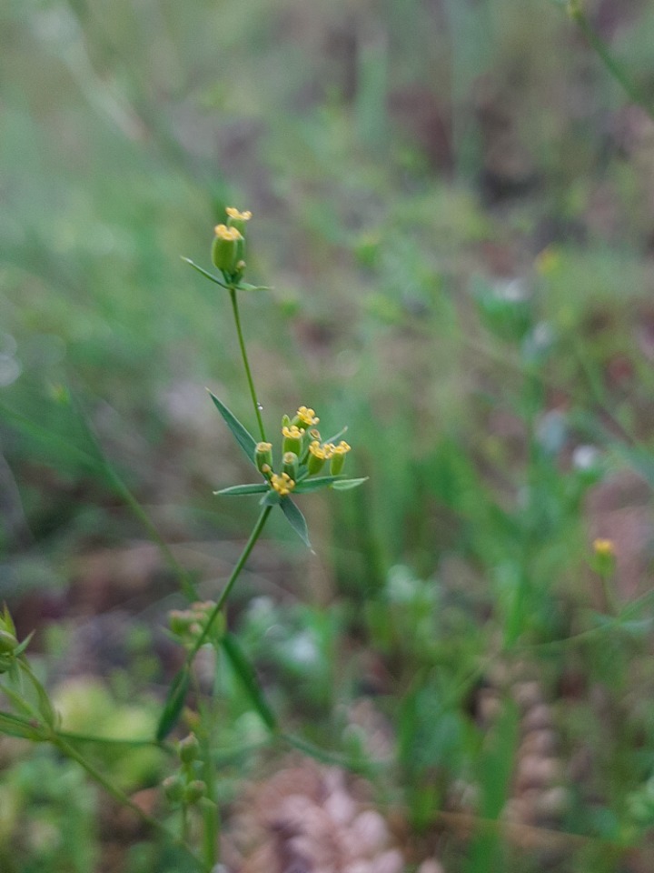 Bupleurum gerardii