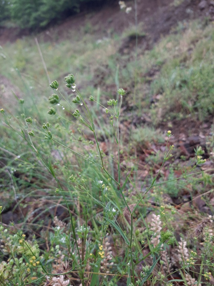 Bupleurum gerardii