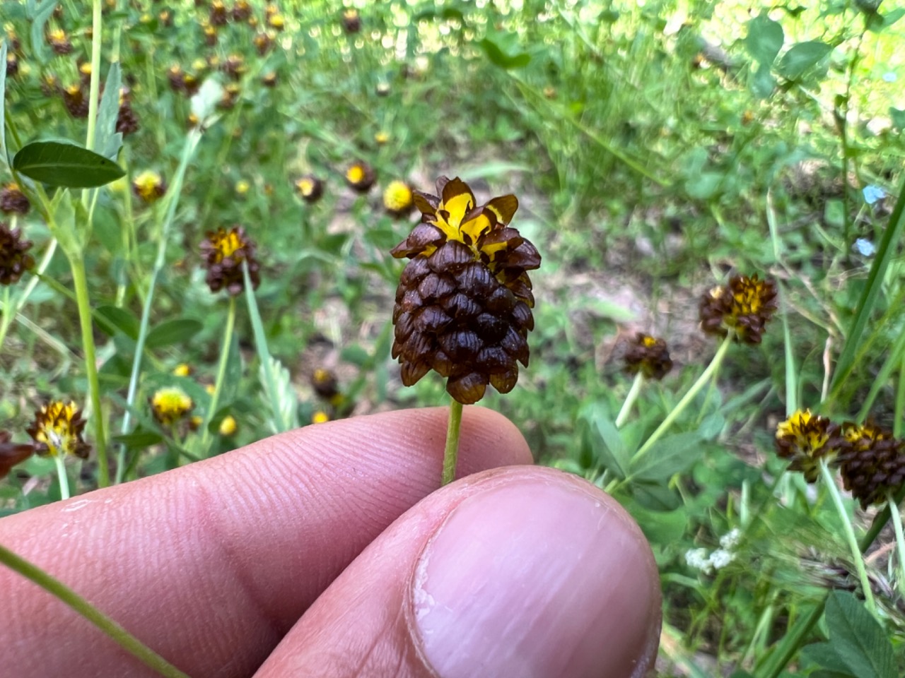 Trifolium spadiceum