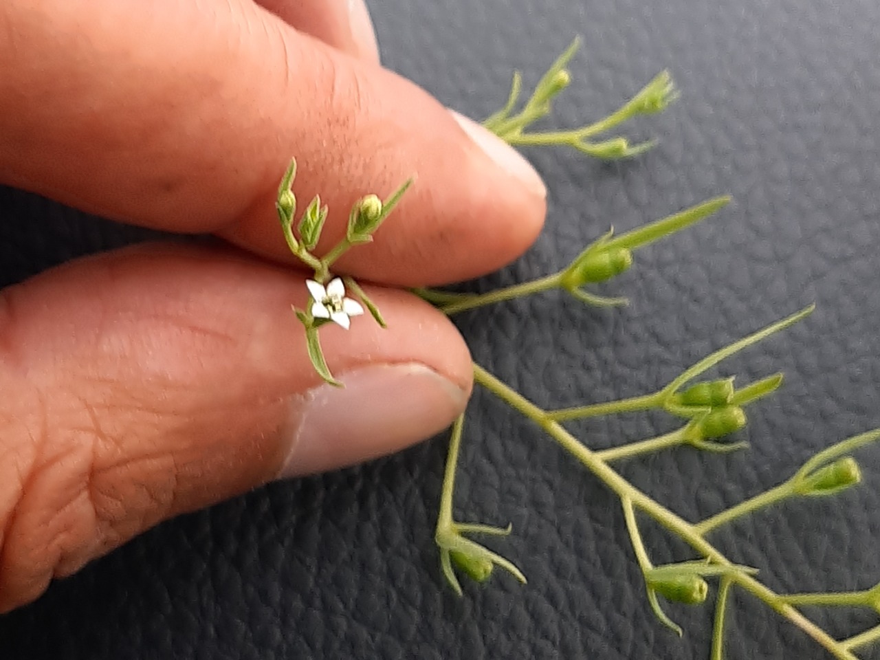 Thesium arvense