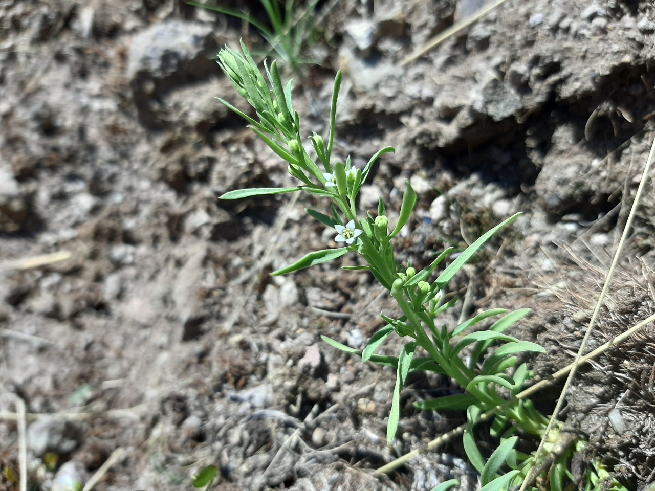 Thesium arvense