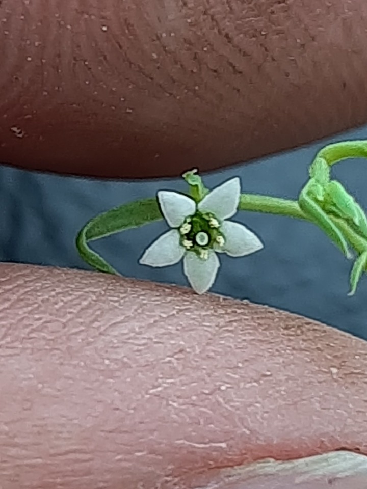 Thesium arvense