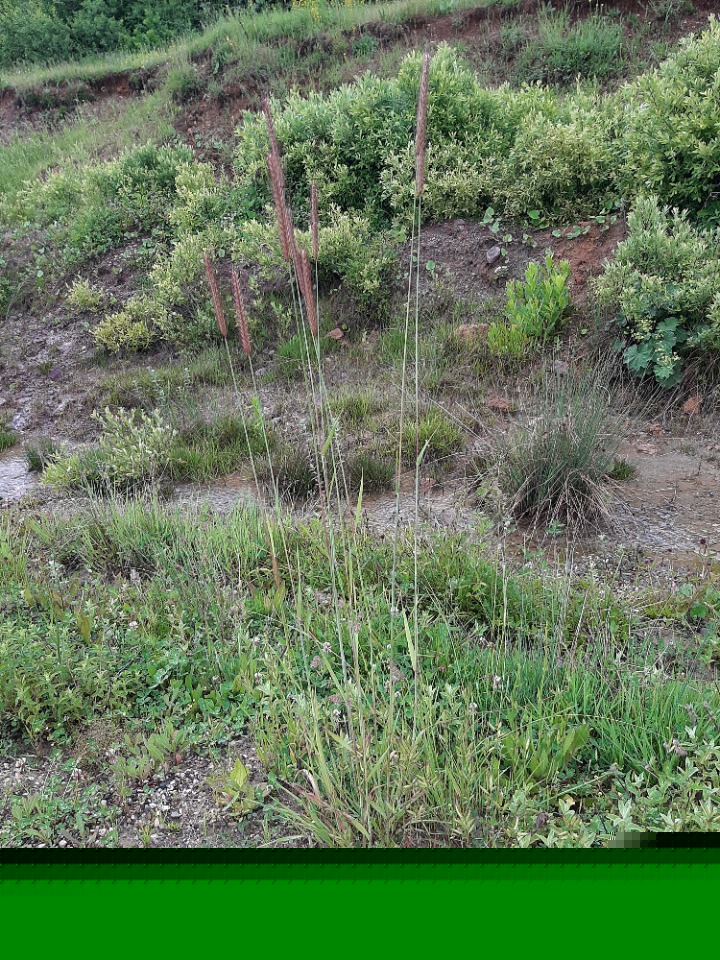 Hordeum murinum