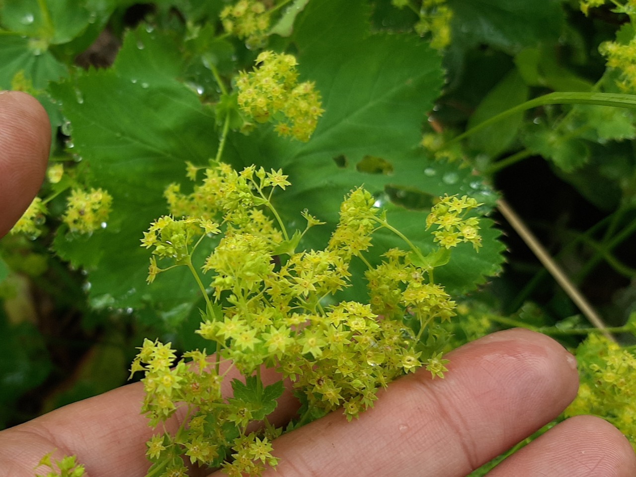 Alchemilla armeniaca