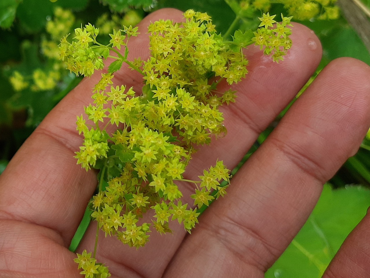 Alchemilla armeniaca