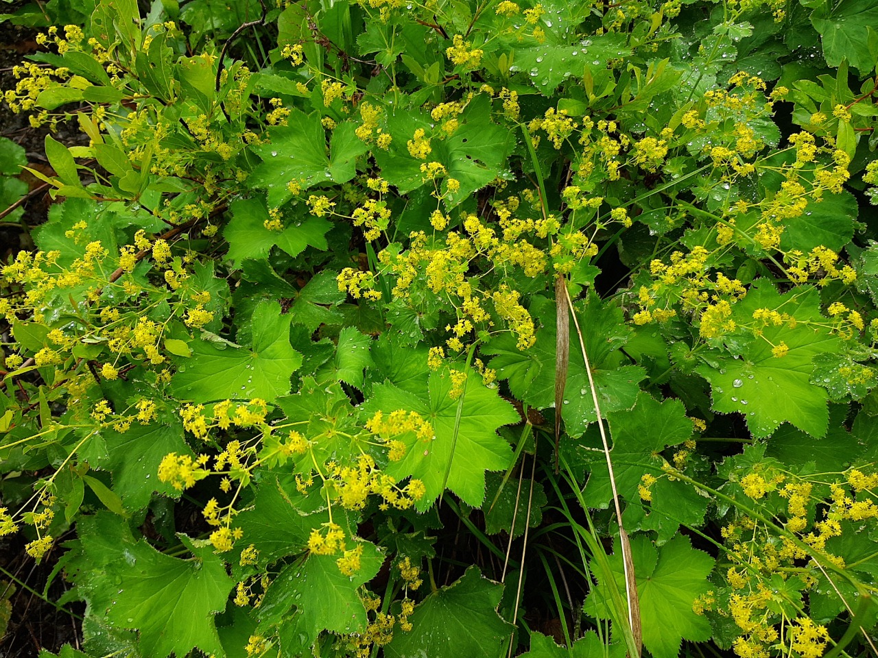 Alchemilla armeniaca