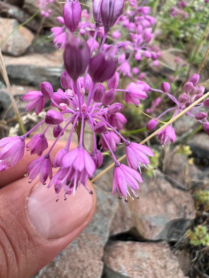 Allium huber-morathii