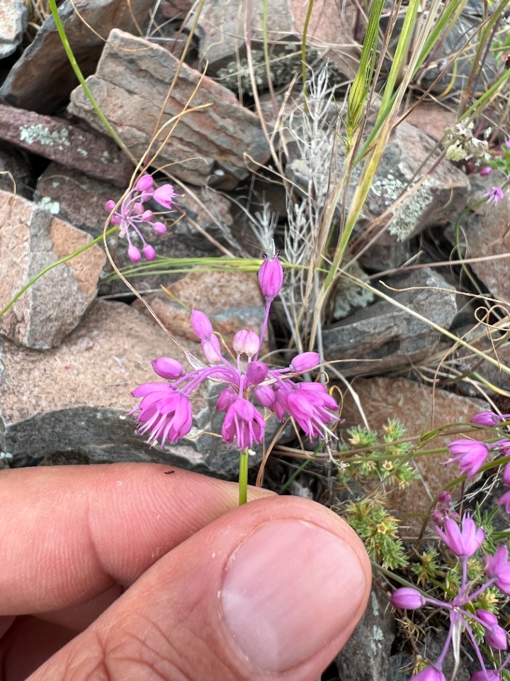 Allium huber-morathii