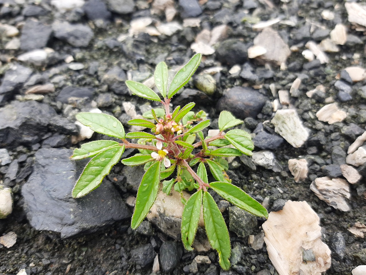 Cleome ornithopodioides
