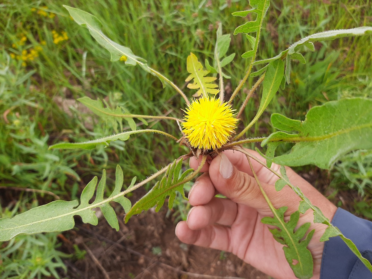 Centaurea armena