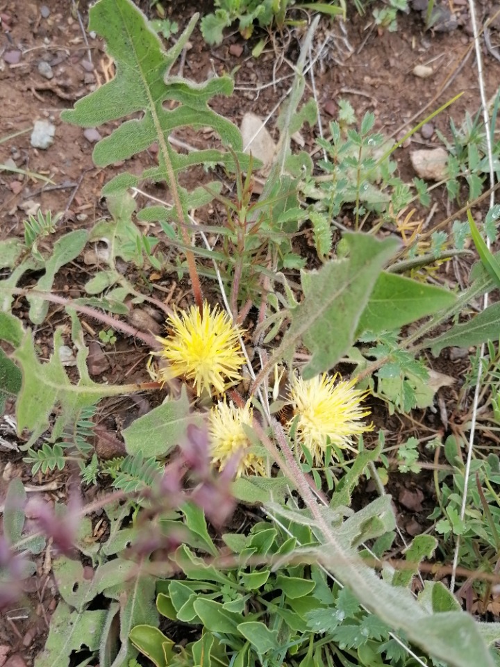 Centaurea armena