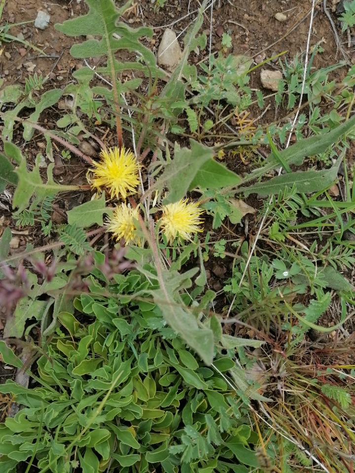 Centaurea armena