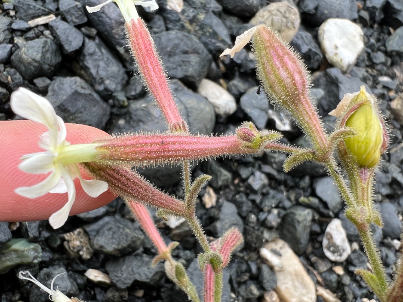 Silene nerimaniae