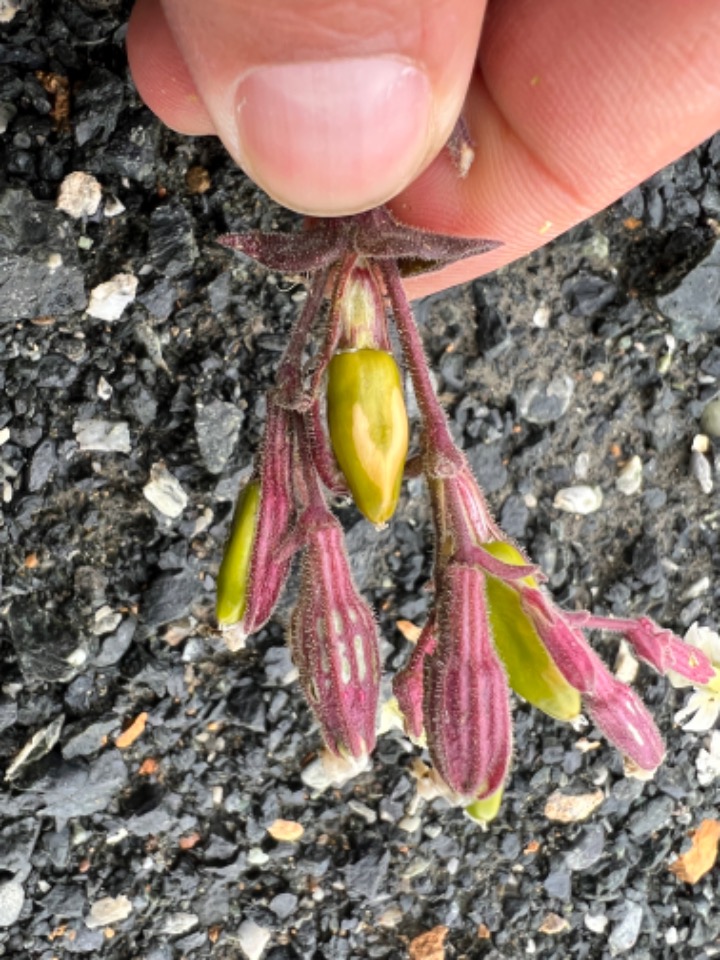 Silene nerimaniae