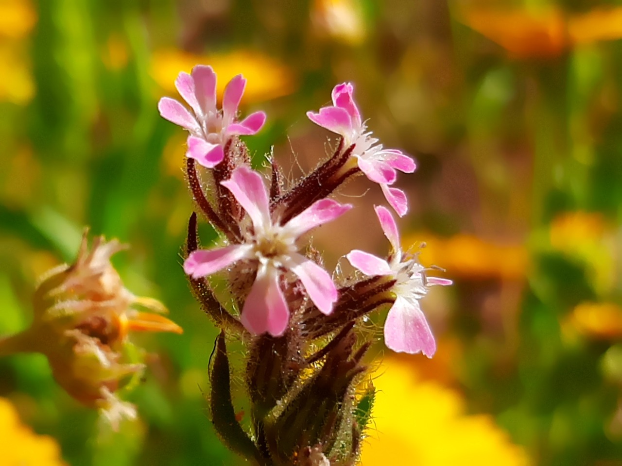 Silene gallica