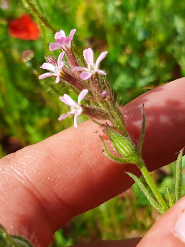 Silene gallica