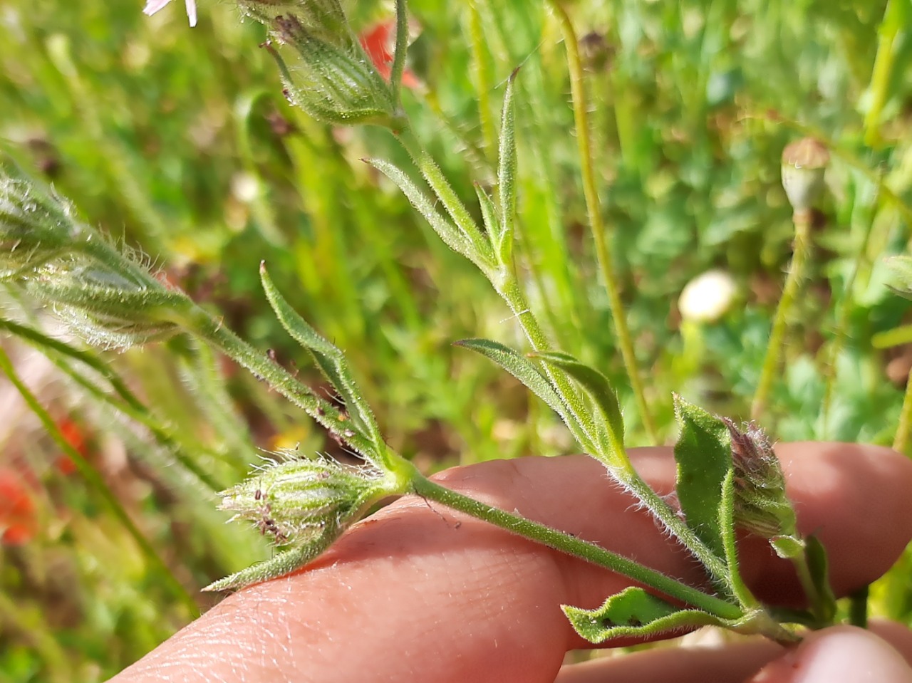 Silene gallica