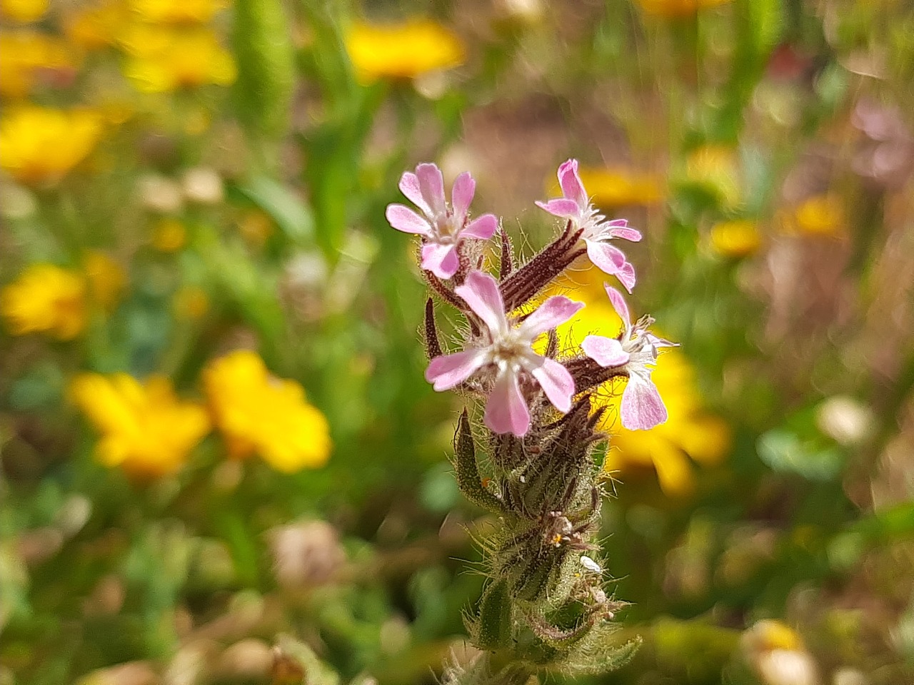 Silene gallica